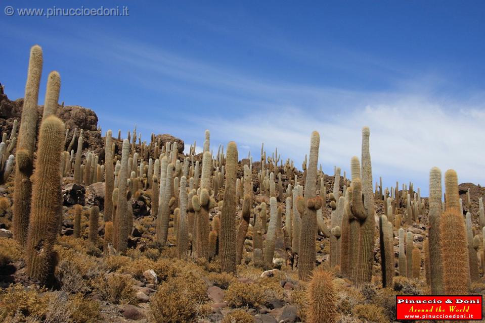 BOLIVIA 2 - Isla Los Pescados - 09.jpg